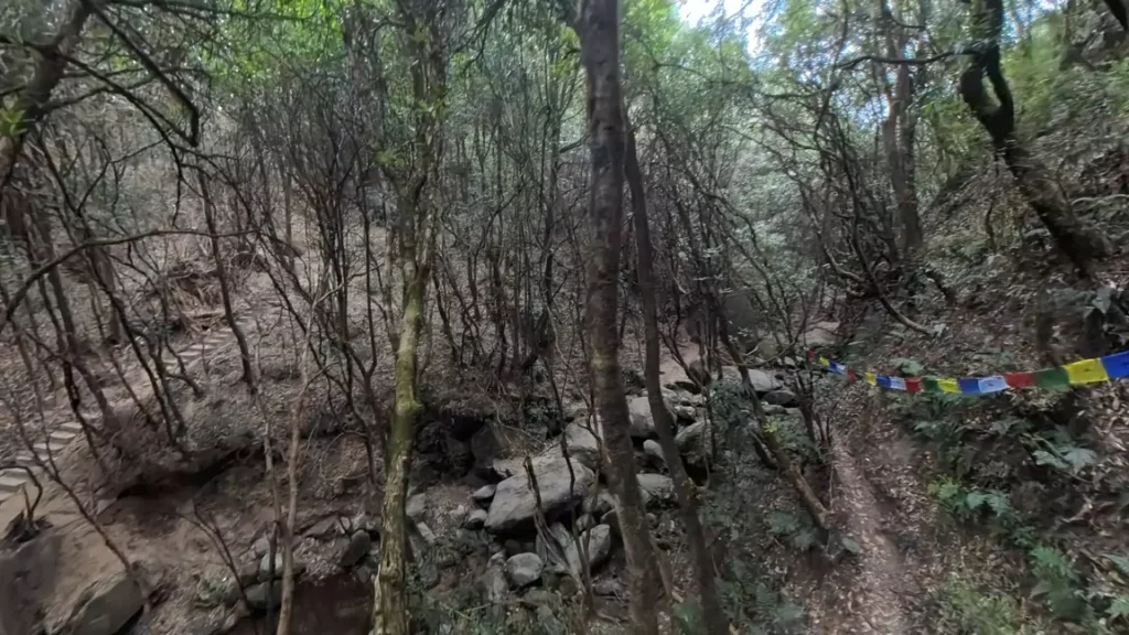 A tranquil forest path in Bishnudwar