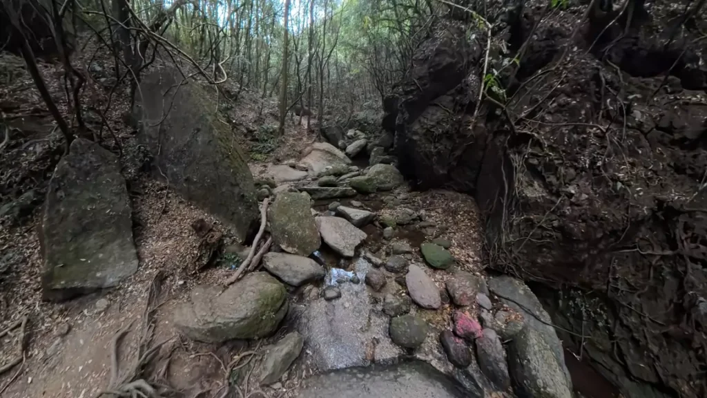 Bishnudwar surrounded by dense forest