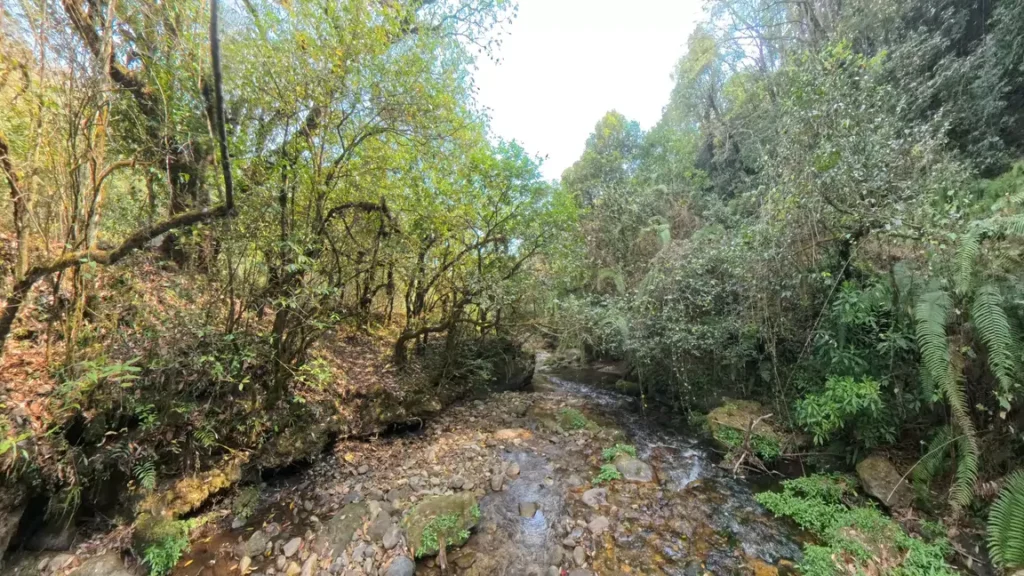 Forest trail with flowing water along the Dhap Dam hike