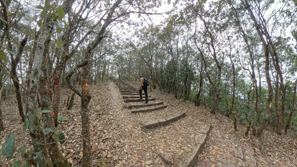 Hiking stairs surrounded by trees on the Bhasmasur Hill trail