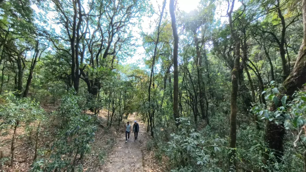 Leading hikers through the lush landscapes of the Bagdwar trail