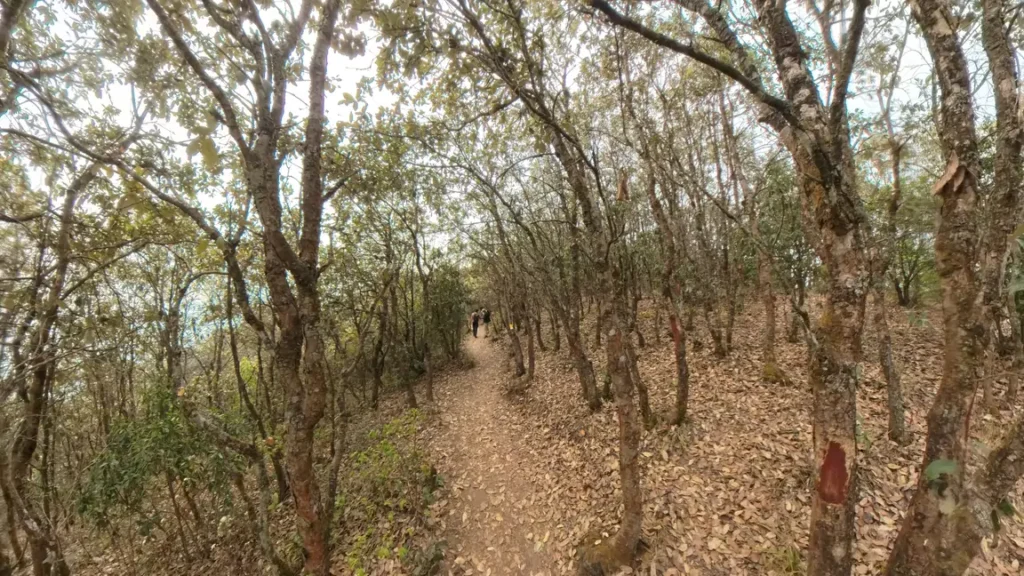 Narrow forest path on the way to Bhasmasur Hill
