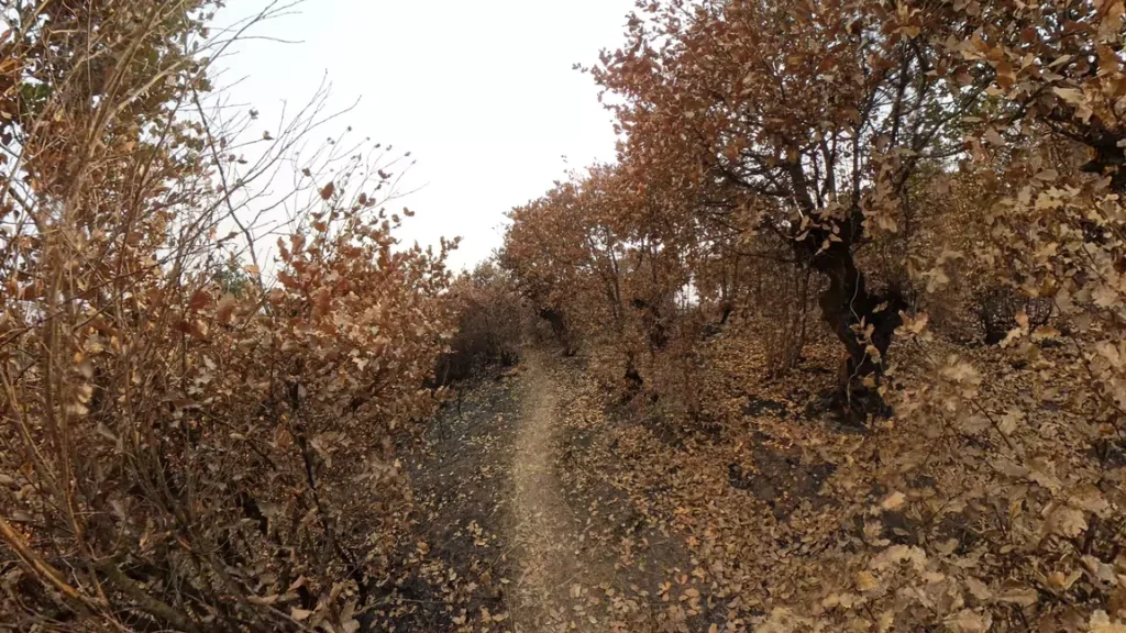 Narrow trail winding up Bhasmasur Hill during the hike
