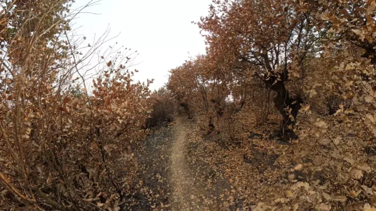 Narrow trail winding up Bhasmasur Hill during the hike