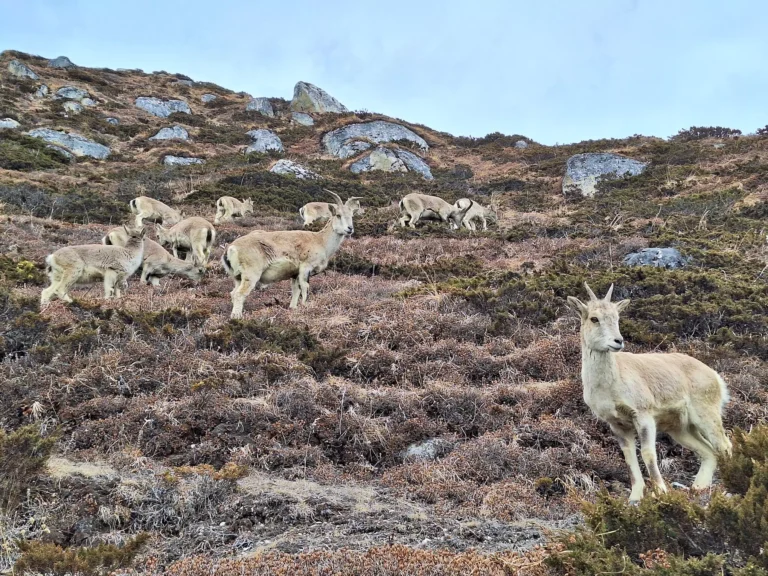 Herd of Himalayan sheep grazing on a rocky slope along the Manaslu Trek route