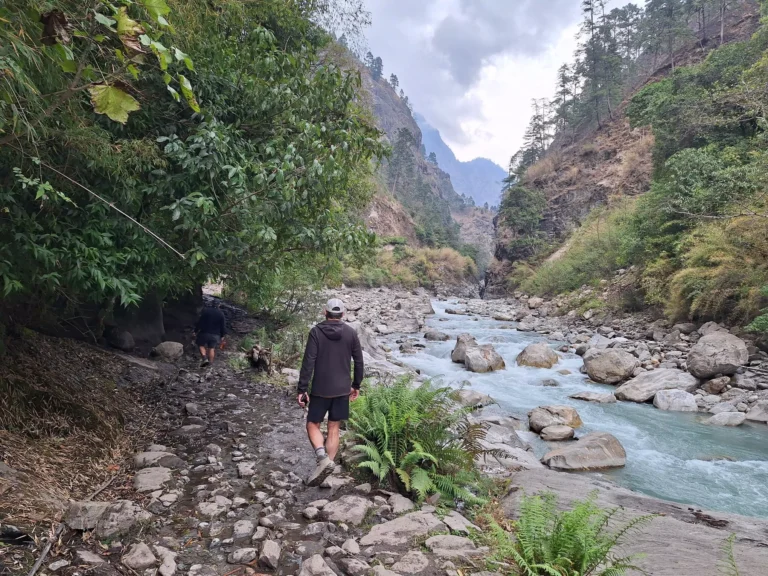 Trekker walking beside a river surrounded by dense forest on the Manaslu Circuit Trail