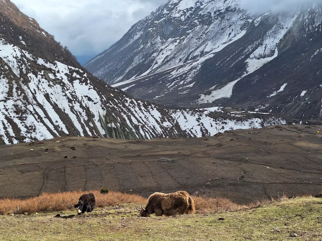 Yak grazing beneath towering Himalayan mountains on the Manaslu Trek route