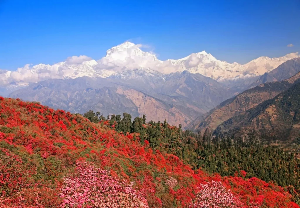 Rhododendrons blooming in the Himalayas during spring season in Nepal