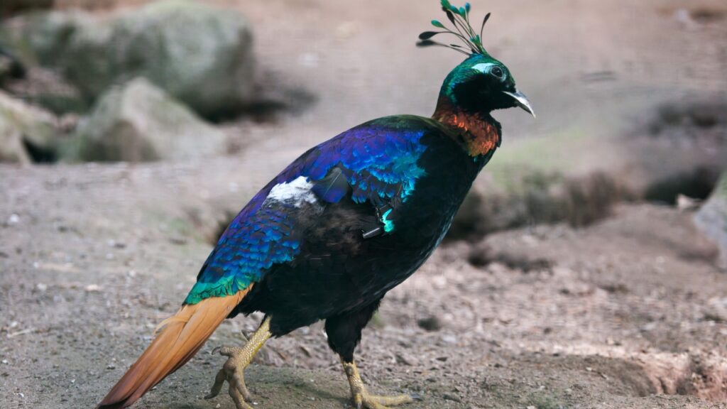 A full-body profile shot of a male Himalayan Monal pheasant walking on sandy, rocky ground. The bird displays stunning iridescent feathers with a metallic green head, coppery-red neck, and shimmering blue and purple wings. It has a distinctive crest of spoon-shaped green feathers, a white patch on its lower back, and a solid reddish-brown tail. The background is a soft-focus natural setting with earthy tones.