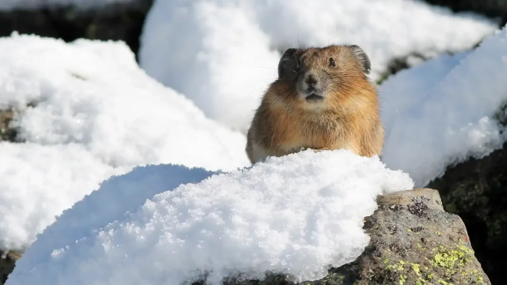 A close-up shot of a small, fluffy American Pika with brownish-orange fur, round ears, and long whiskers, perched behind a mound of fresh white snow on a rocky slope.