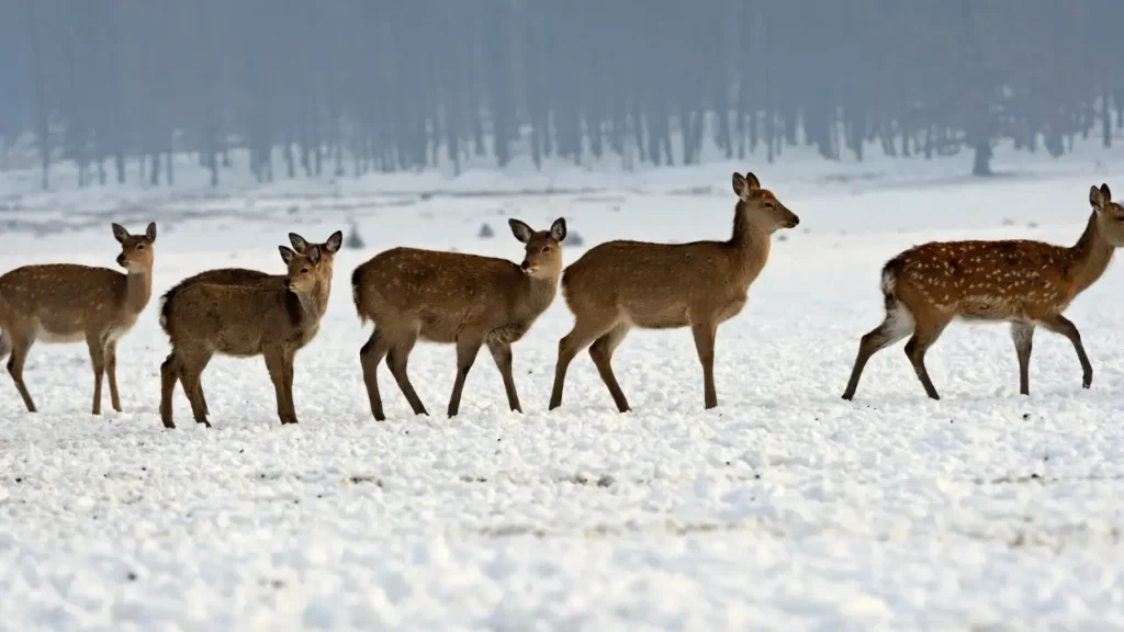A herd of five brown deer walking across a vast, snow-covered field. The deer are captured in profile, with their tan fur contrasting against the bright white snow. In the background, a dense, dark forest is visible through a soft winter mist.