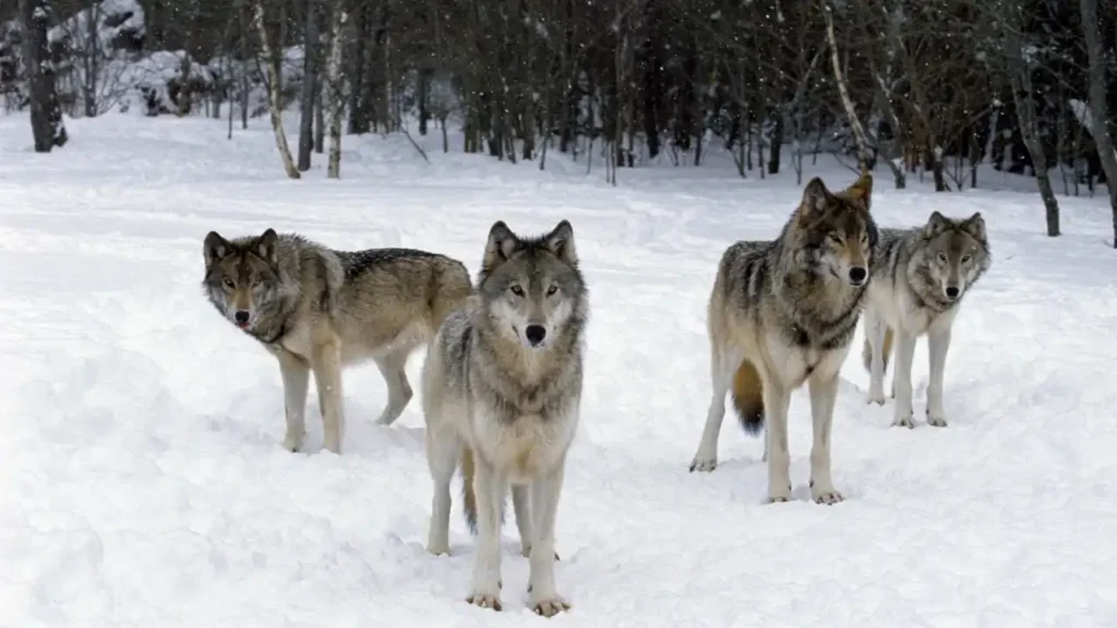 Four gray wolves stand alert in a deep, snow-covered clearing within a winter forest. The wolves have thick coats of gray, tan, and black fur. One wolf stands front and center, looking directly at the viewer, while the others are positioned around it, also gazing towards the camera. Light snow falls against the backdrop of dark, leafless trees.
