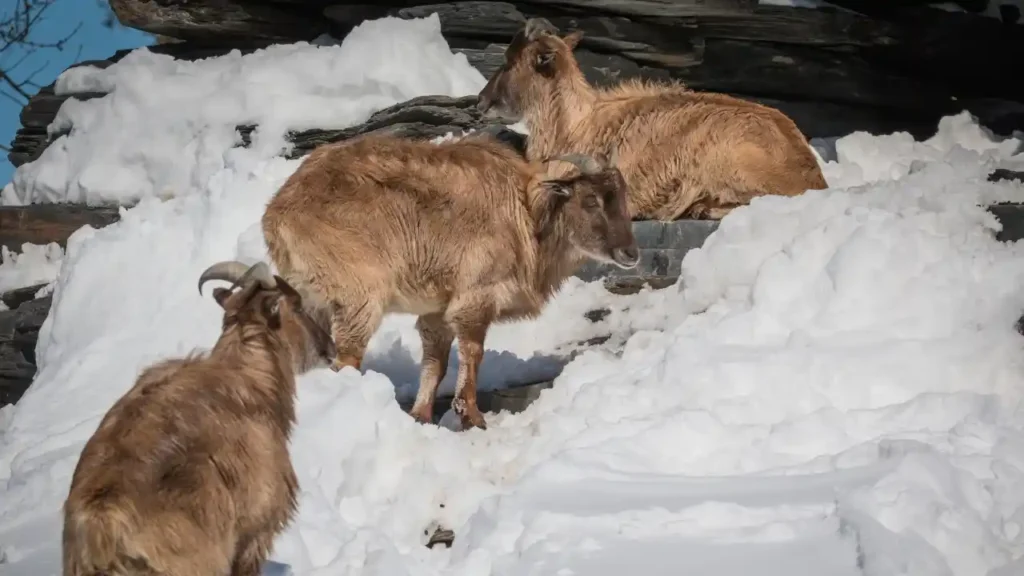 Three Himalayan tahrs with thick, shaggy, tan fur on a snowy and rocky mountainside. One tahr lies on a rocky ledge, another stands on a snowy slope, and a third is in the foreground looking uphill.