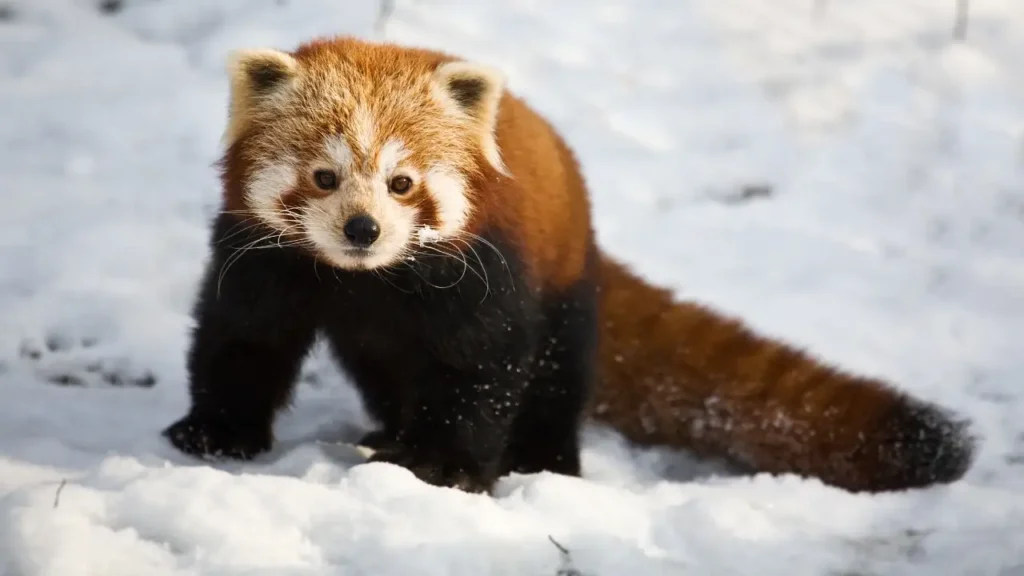 A close-up shot of a fluffy red panda standing in a field of white snow. The animal has vibrant reddish-brown fur on its upper body and a long, thick tail, contrasting with its dark black legs. Its white face features dark markings around its eyes and a small black nose, with white whiskers and a few flakes of snow on its muzzle. The red panda is looking directly at the camera against a soft, blurred winter background.