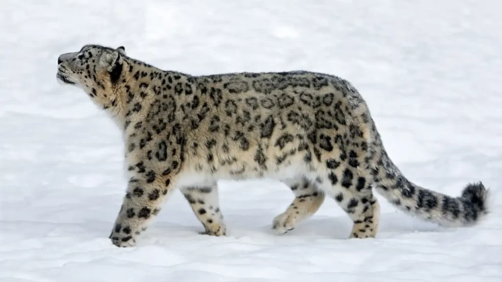 A majestic snow leopard with thick, cream-colored fur and black rosettes walks across a pristine, snow-covered ground. The leopard is captured in a side profile, its gaze directed upwards and slightly to the left. Its long, thick tail follows behind as it traverses the white landscape.